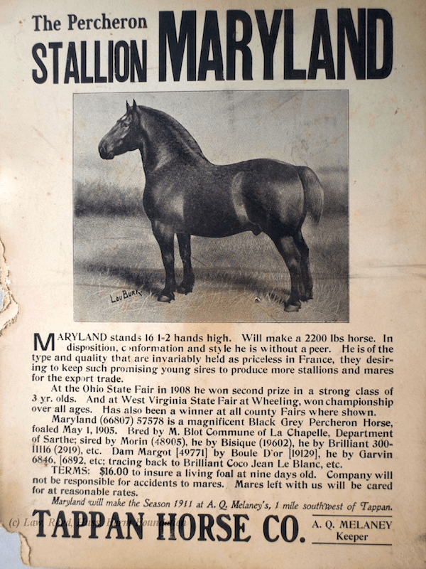 Advertisement for the Percheron Maryland Stallion from the collection
